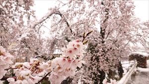 桜と雪04_R