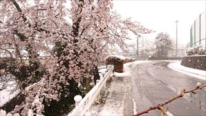 桜と雪03_R