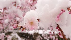 桜と雪06_R