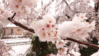 桜と雪 Cherry blossom & Snow