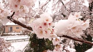 桜と雪05_R