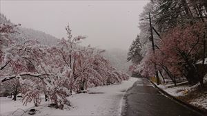 桜と雪01_R