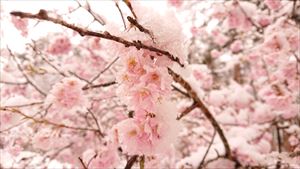 桜と雪07_R