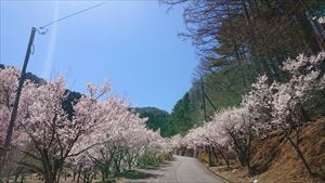 桜と雪09_R