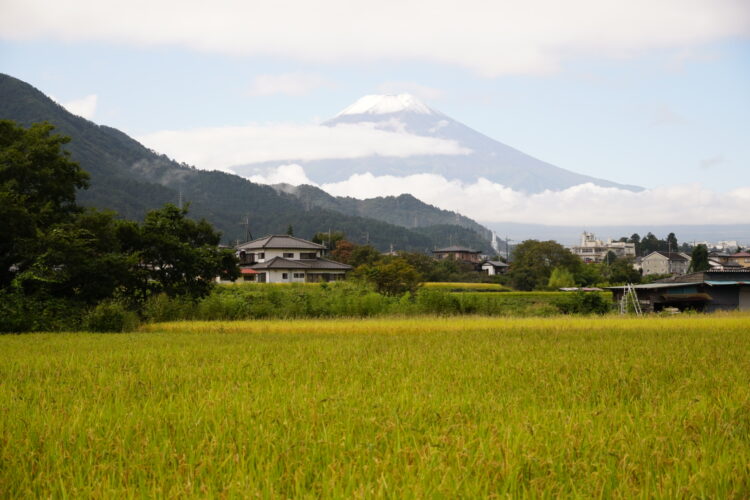 稲穂は色づき始め西桂町は幸せがいっぱいです。