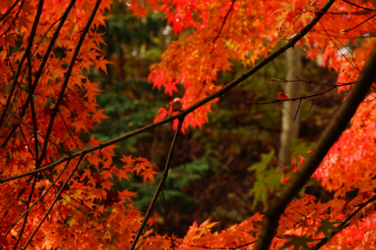 憩いの森公園に“紅葉狩り”に行ってきました。