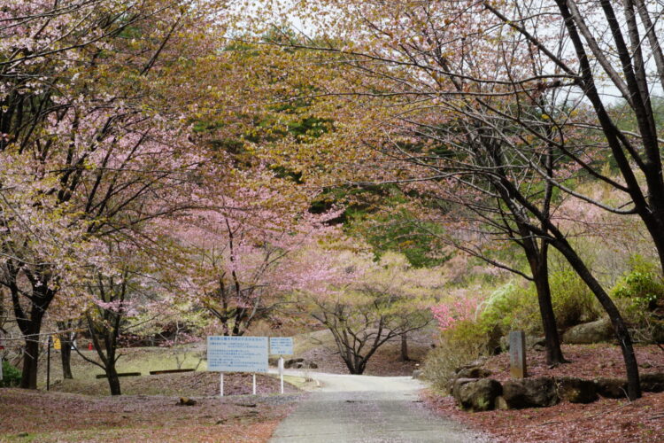 三ツ峠山の麓　憩いの森公園にお花見に行ってきました。