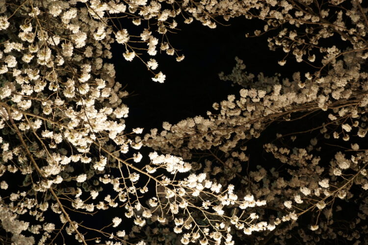 夜桜　まだ16歳だった私が思ったこと…