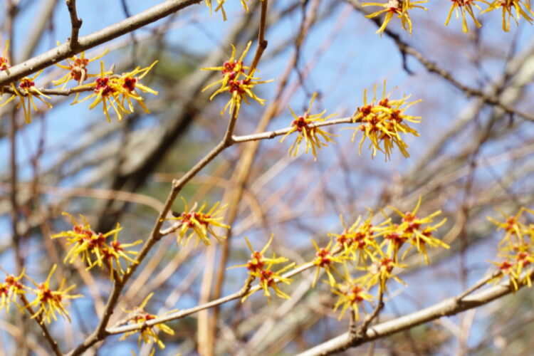 サクラはそろそろ咲き始めるんじゃないかと思うんだけど…