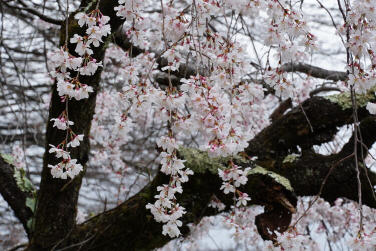 枝垂桜の注文が入りました