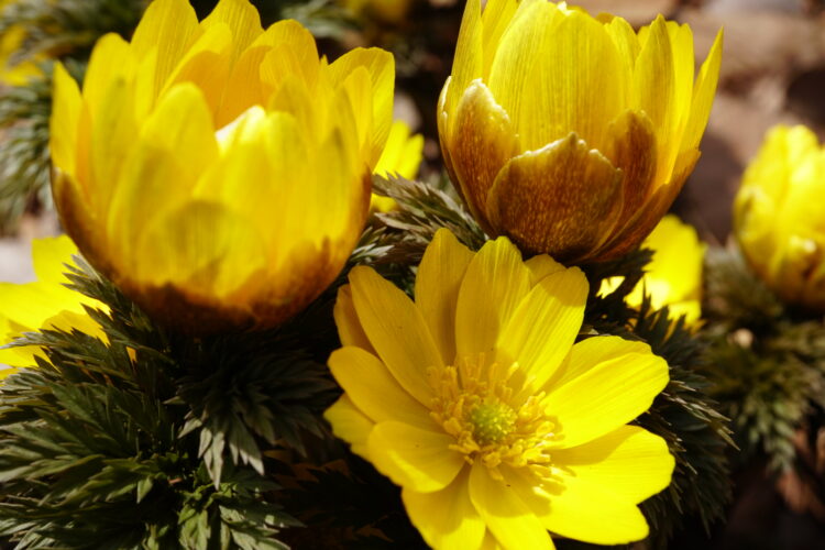 とうざんの里に行ってきました