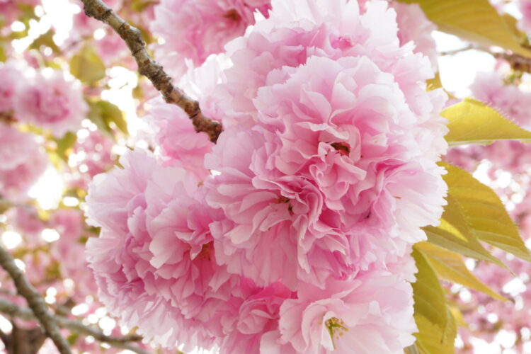 忙しくしている間に八重桜が咲きました (>_<)